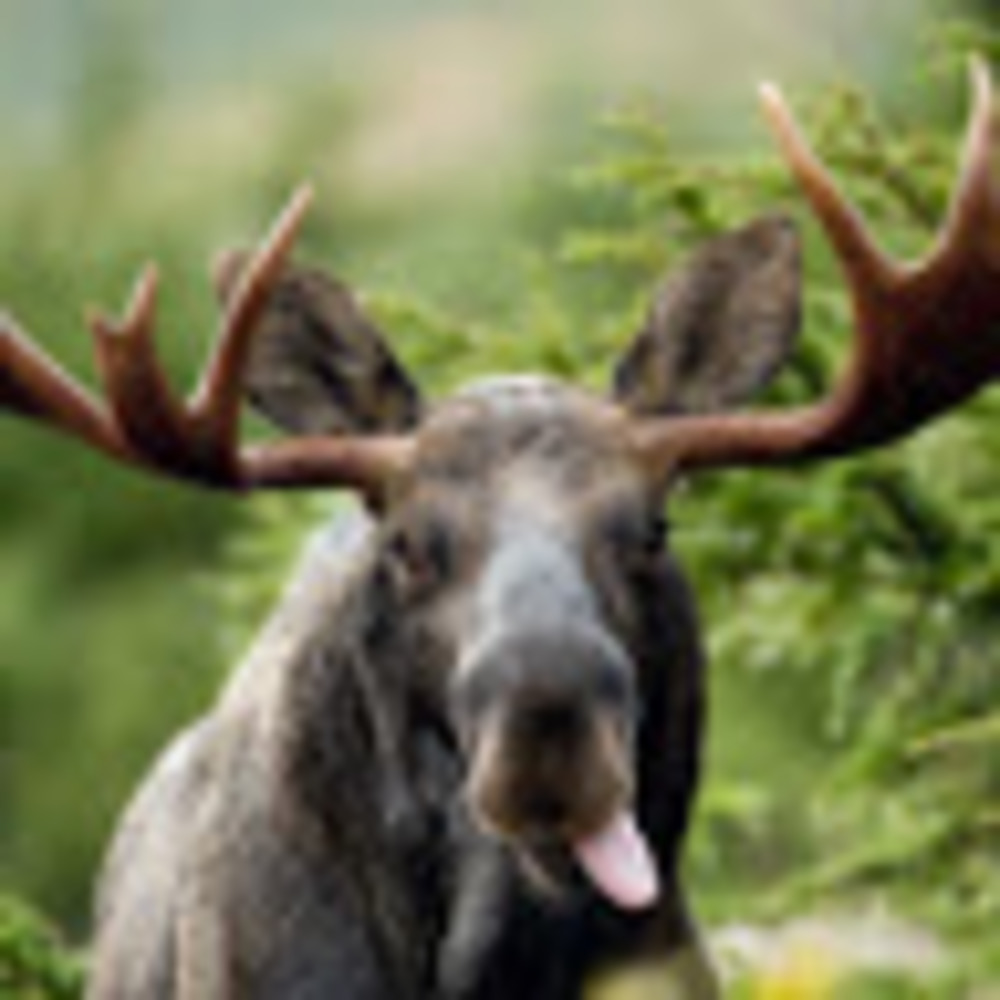 Meet your Posher, Denise